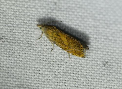 Dichrorampha vancouverana